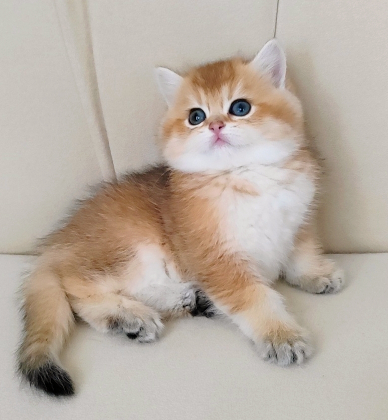 British Shorthair Golden Full Şecereli Dişi Yavru xx