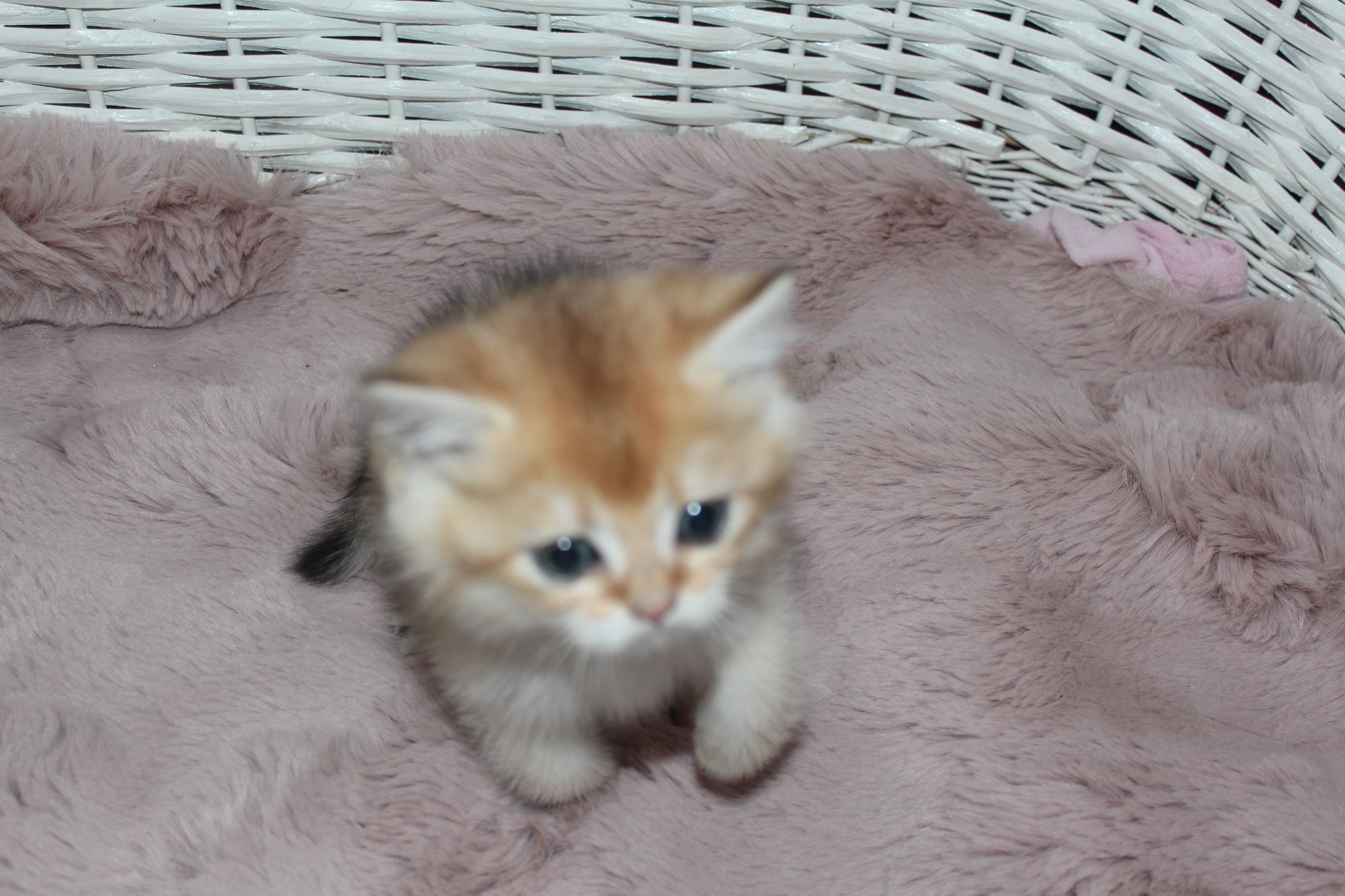 Çanakkale’de Yuva Arayan Sevimli Kedi