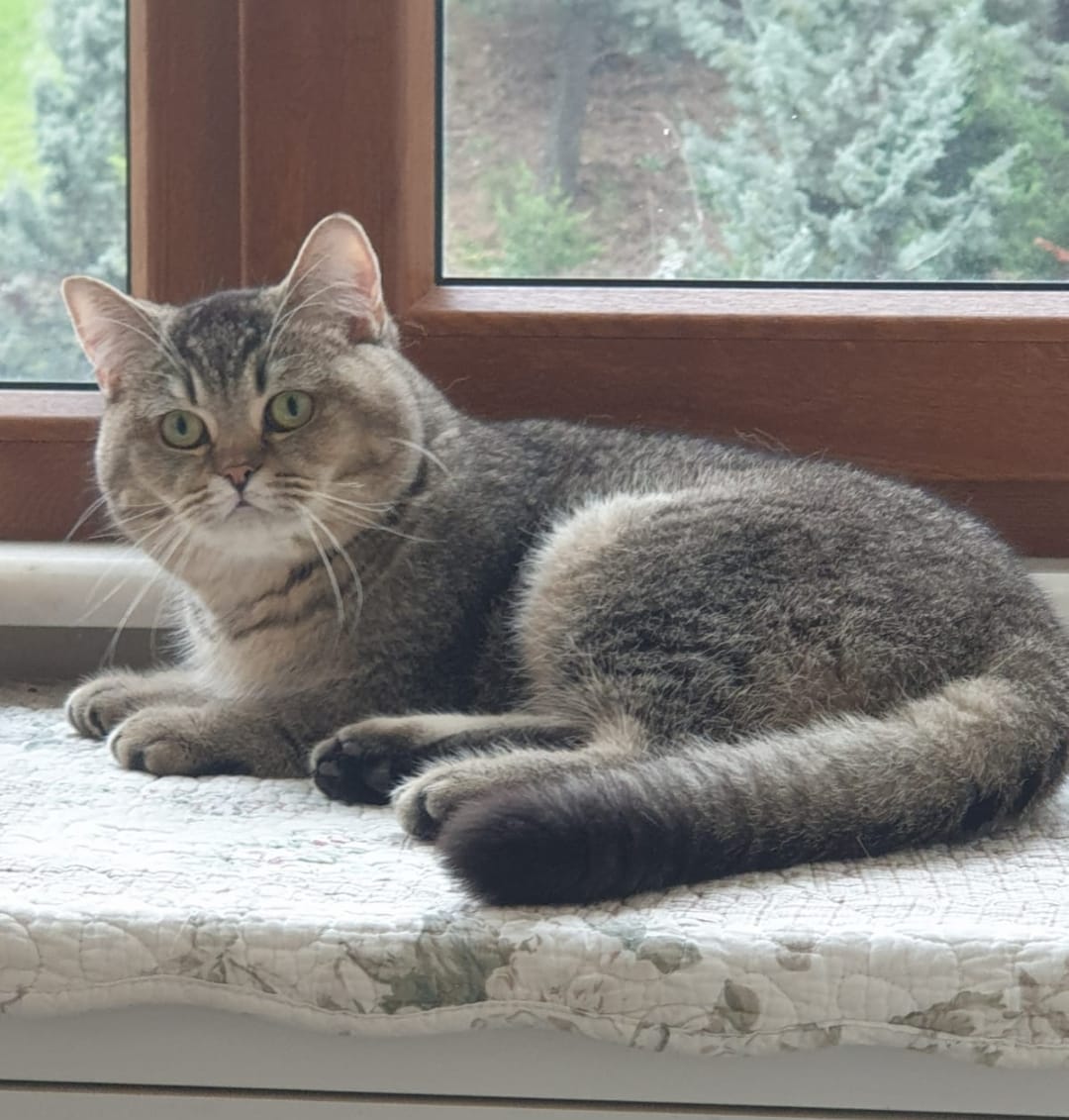 Edirne’de Sevgiyle Sahiplenilecek Kedi