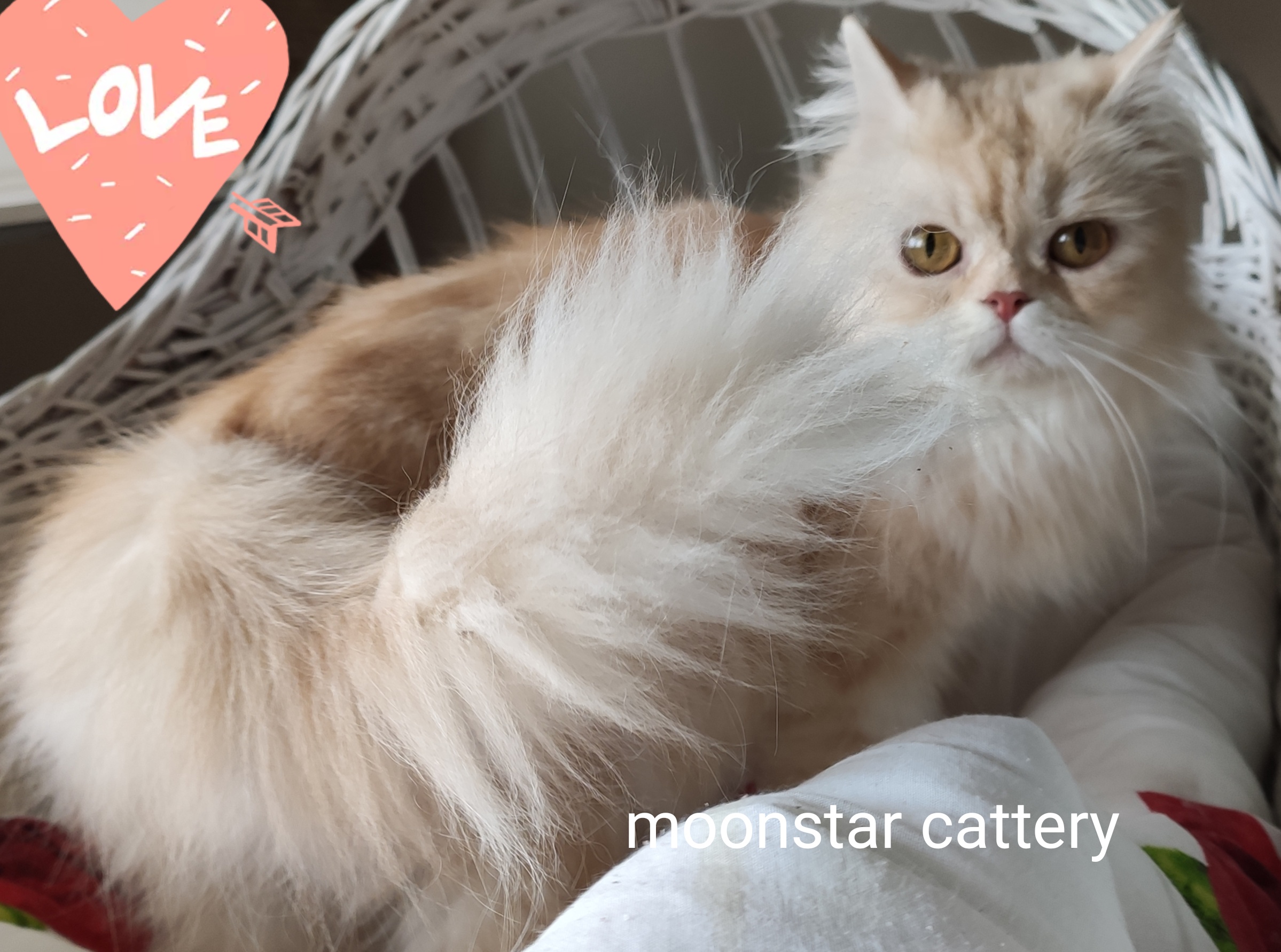 Gümüşhane’de Sakin Bir Eve Gidecek Sevimli Kedi