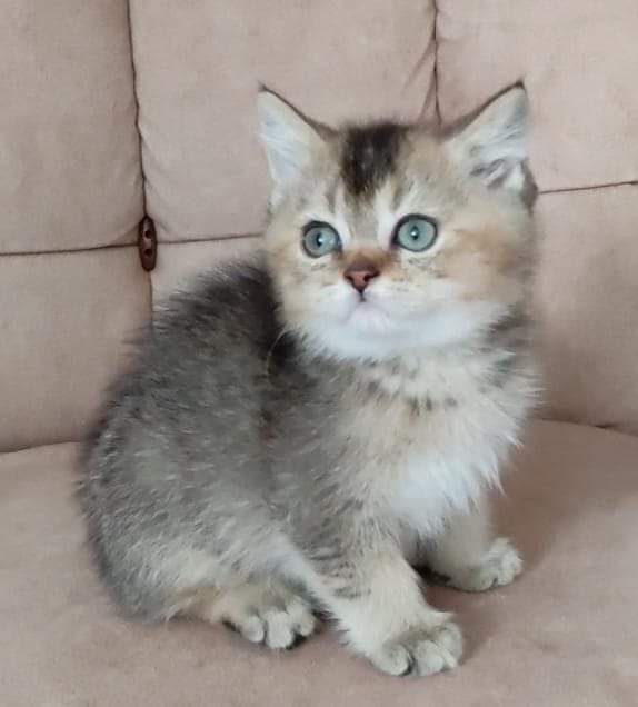 Isparta’da Minik Dostumuza Huzurlu Bir Ev Arıyoruz