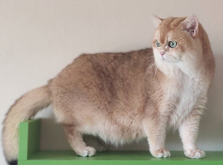 İzmir’de Sevgi Dolu Bir Eve Gidecek Kedi