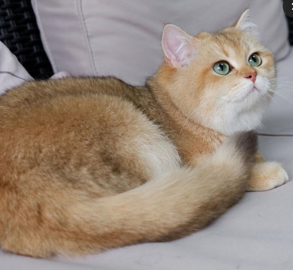 Kahramanmaraş’ta İyi Bir Yuvaya Gitmesini İstediğimiz Kedi